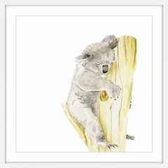 Baby Koala I