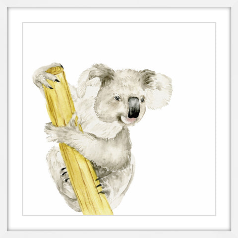Baby Koala II