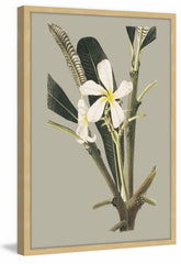 Botanical Cabinet IV