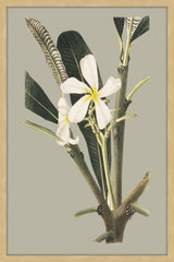 Botanical Cabinet IV