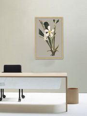 Botanical Cabinet IV