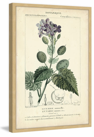 Botanique Study in Lavender III