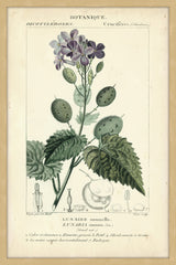 Botanique Study in Lavender III