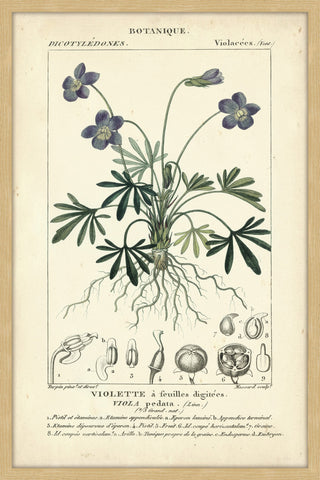 Botanique Study in Lavender IV