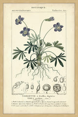 Botanique Study in Lavender IV