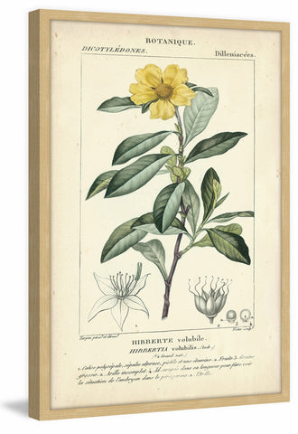 Botanique Study in Yellow I