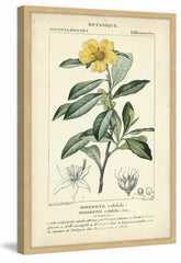 Botanique Study in Yellow I