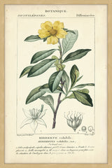 Botanique Study in Yellow I