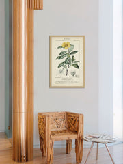 Botanique Study in Yellow I