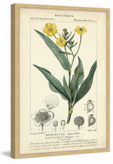 Botanique Study in Yellow III