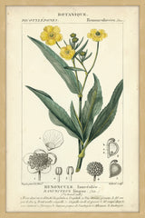 Botanique Study in Yellow III