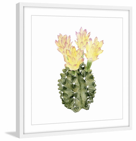 Cactus Bloom II