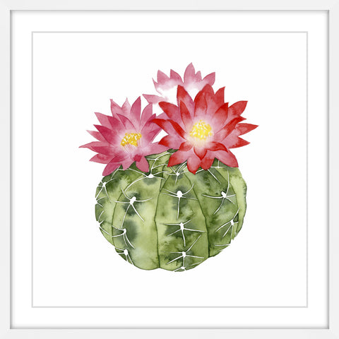 Cactus Bloom III