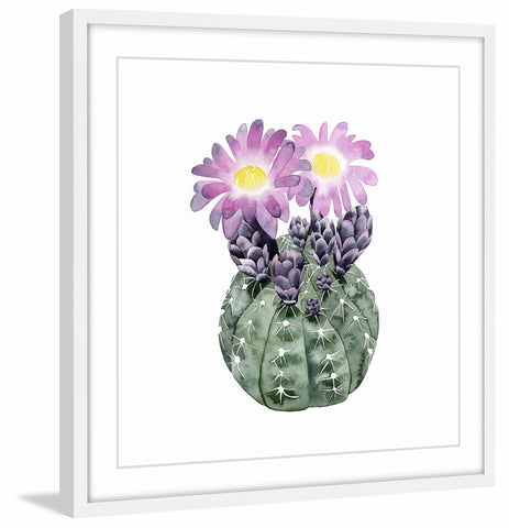 Cactus Bloom IV
