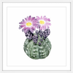 Cactus Bloom IV