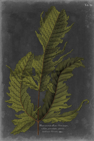 Foliage Dramatique I