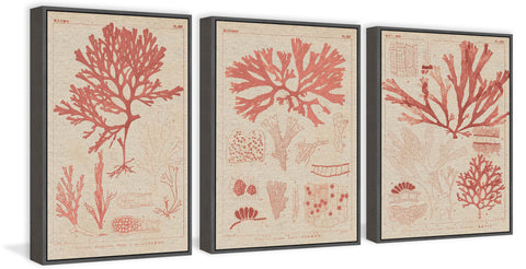 Antique Coral Seaweed III Triptych