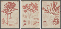 Antique Coral Seaweed III Triptych