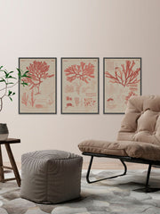 Antique Coral Seaweed III Triptych