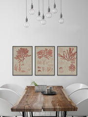 Antique Coral Seaweed III Triptych