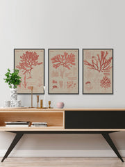 Antique Coral Seaweed III Triptych