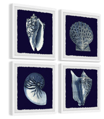 All About Shells Quadriptych