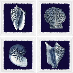 All About Shells Quadriptych