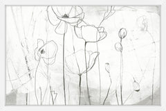 Poppy Sketches I