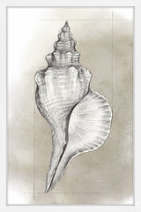 Shell Diagram I