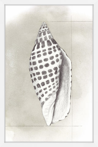 Shell Diagram IV