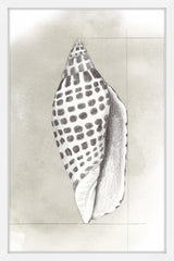 Shell Diagram IV