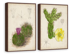 Antique Cactus III Diptych