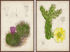 Antique Cactus III Diptych