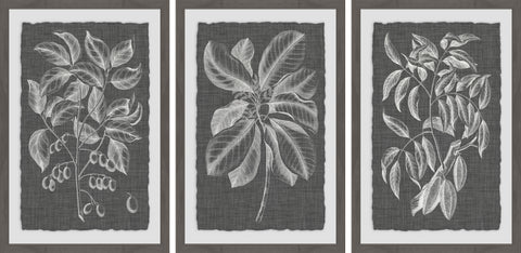 Graphic Foliage VI Triptych