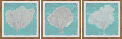 Graphic Sea Fan IX Triptych