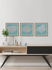 Graphic Sea Fan IX Triptych