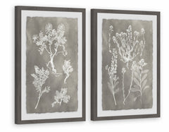 Plant Structure Diptych