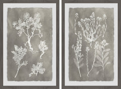 Plant Structure Diptych