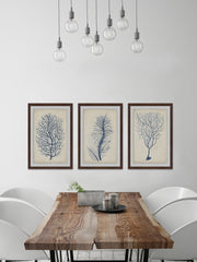 Indigo Coral VII Triptych