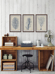 Indigo Coral VII Triptych