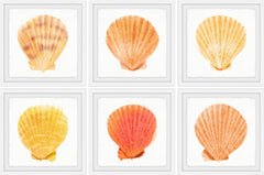 Sea Shells Wonder II Hexaptych