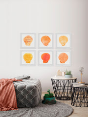 Sea Shells Wonder II Hexaptych