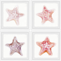 Starfish Gaze Quadriptych
