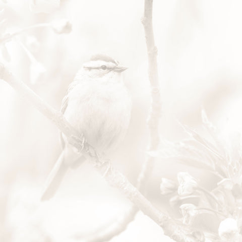 Little Bird