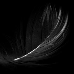 Dark Feather