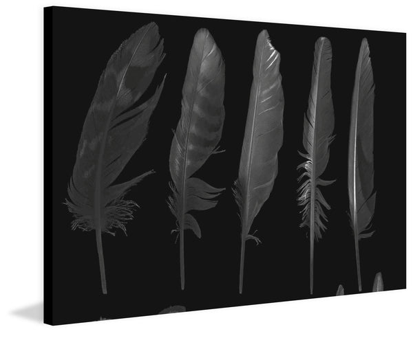 Feathers in the Dark