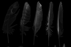 Feathers in the Dark
