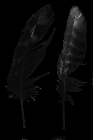 Gray Feather Pair