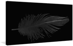Dusty Feather