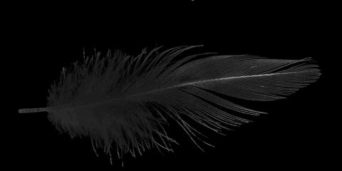 Dusty Feather